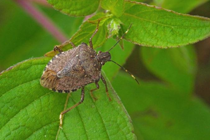 CIMICE: OSPITE INDESIDERATO. COME COMPORTARSI?